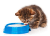 Cat lying comfortably, illustrating the benefits of probiotics for feline digestive health and hairball control